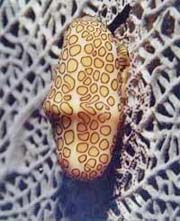 Flamingo Tongue Diving in Carriacou