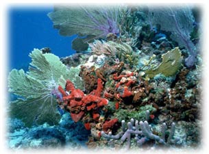 Reef Diving in Grenada